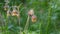 Flowers Geum Rivale close-up