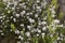 Flowers of a giant heather tree, Erica arborea, in Ethiopia