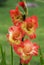 Flowers gladiolus