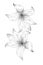 flowers, gladiolus line expand icon on white background