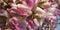 Flowers of Gliricidia sepium Plant