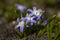 Flowers of the Glory of the snow Chionodoxa luciliae, Scilla luciliae