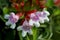 Flowers of Glossy Abelia, Abelia Grandiflora