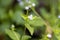 Flowers of a Goatweed, Ageratum conyzoides