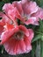 Flowers Godetia Clarkia pulchella. Pink and red summer garden exquisite fresh flowers.