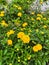 Flowers - Gold Lantana