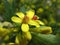 Flowers of golden currant (Ribes aureum)