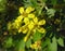 Flowers of golden currant (Ribes aureum)