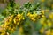 Flowers of golden currant at spring