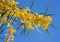 Flowers of Golden wattle. Acacia pycnantha