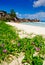 Flowers on grande Anse beach in the seychelles