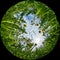 Flowers and grass against the sky, bottom view - circular fisheye, ultra wide angle view