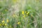 Flowers and grass background. Brightful yellow buttercups and greenery. Summer field