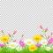 Flowers and grass border, yellow and white chamomile and delicate pink meadow flowers and green grass on transparent