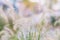 Flowers and grass in defocus, blurred background