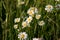 Flowers and grass lit by warm sunlit on a summer meadow. Meadow daisies