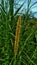 flowers from grass planted specifically for cow food