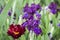 Flowers in the grass after the rain. Double red tulip and blue irises in the spring garden.