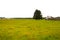 Flowers and grass and tree on colorfu summer meadow