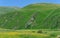 Flowers in grassland mountains