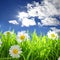 Flowers with grassy field on blue sky