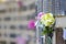 Flowers at grave in cemetery