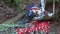 The flowers on the grave of Russian soldiers in Bulgaria