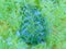 Flowers of the Great Blue Lobelia Lobelia siphilitica horizontal photo