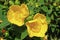 Flowers of great st. John wort