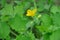 Flowers of greater celandine or tetterwort, Chelidonium majus, macro