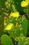 Flowers and green buds on green cactus leaves