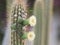 Flowers of green cactus stenocereus thurberi on thorny stem