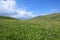 Flowers and green grass on summer mountains under blue sky landscape