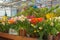 Flowers at the green house. Blooming multi-colored flowers. Houseplants in the orangery. Tropical greenhouse with