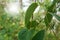 Flowers and green leaves of Alangium kurzii Craib, tree in the family Cornaceae.