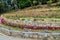 Flowers at the grounds of Adisham Monastery near Haputale, Sri Lan