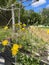 Flowers growing against barbed wire