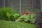 Flowers Growing Along Chain Link Fence