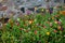 Flowers Growing in Front of Stone Wall