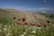 Flowers growing at Laodikeia in Turkey.