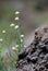 Flowers growing on lava rock