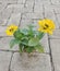 Flowers growing in the middle of a paving path