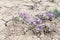 Flowers growing out of cracks in the earth