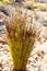 Flowers growing on the Swartberg Pass