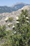 Flowers of Gum rockrose, Cistus ladanifer