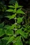 Flowers of a gypsywort plant Lycopus europaeus