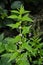 Flowers of a gypsywort plant Lycopus europaeus