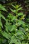 Flowers of a gypsywort plant Lycopus europaeus