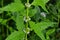 Flowers of a gypsywort plant Lycopus europaeus