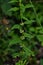 Flowers of a gypsywort plant Lycopus europaeus